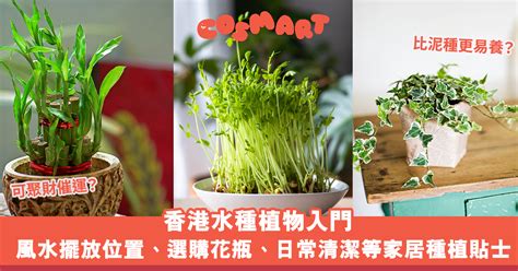 水種植物 風水|水種植物新手入門！ 15 種室內植物推薦 種植好處/開運寓意/風格。